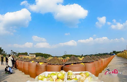 自貢大頭菜產業與文旅融合 創新驅動鄉村振興發展之路